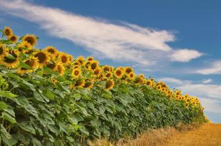 veld met zonnebloemen